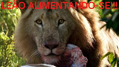 Leão alimentando -se!!!!