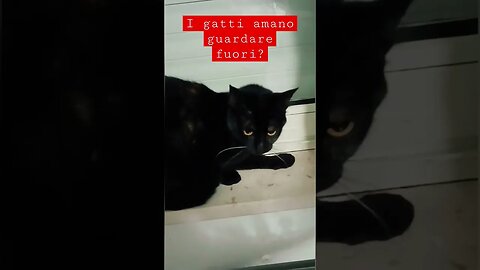 I gatti amano guardare fuori?