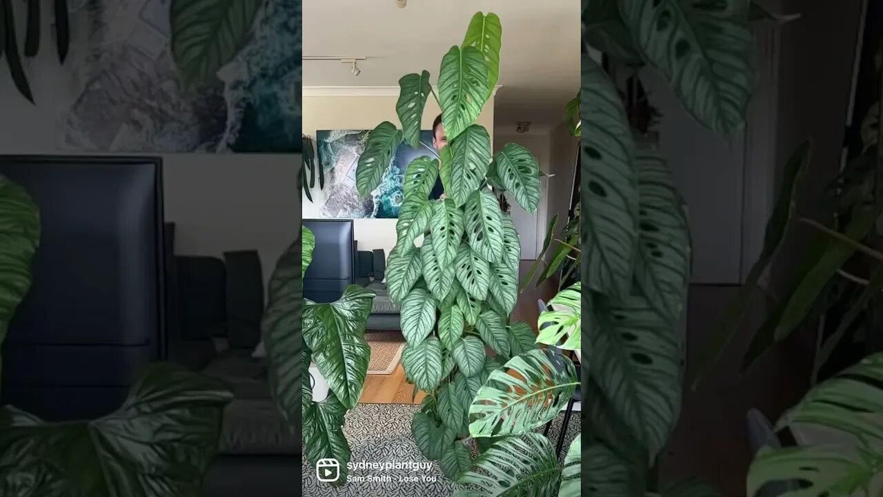 Monstera siltepecana ‘El Salvador’ #shorts #houseplants #indoorplants #monstera