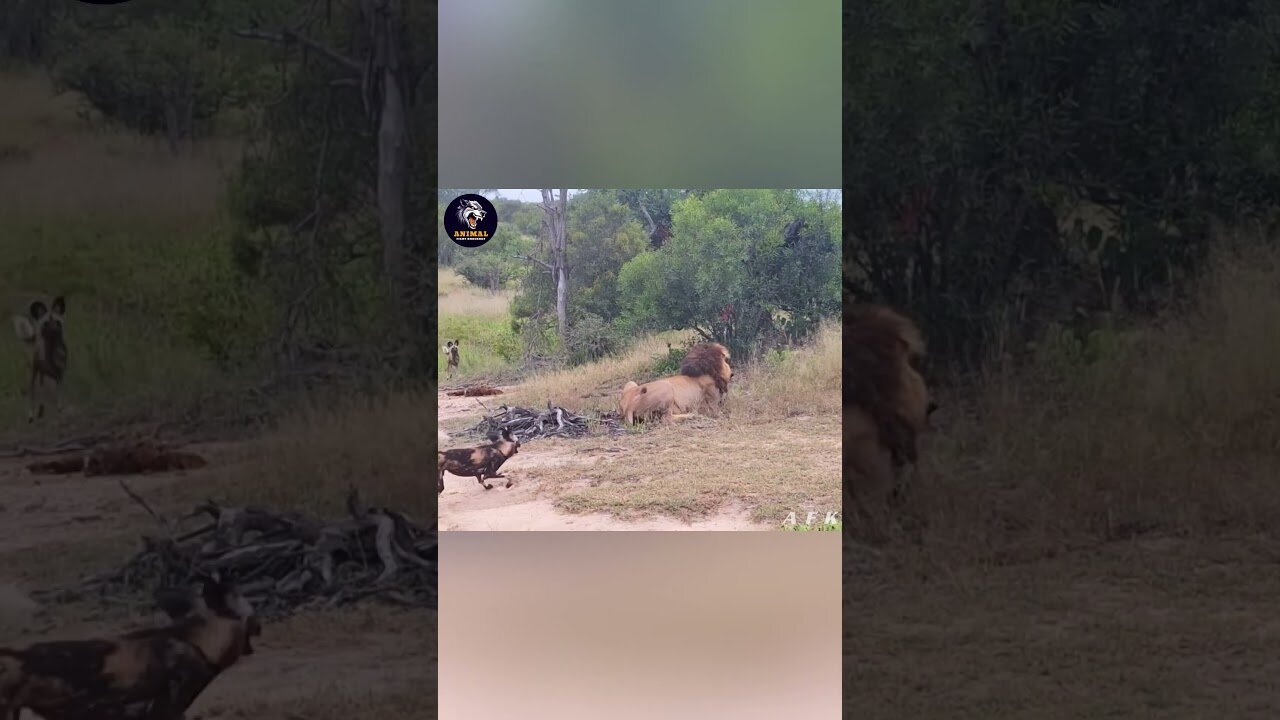 Wild Dogs Invade Lion s Territory: Brutal Consequence #AnimalAttack #viralvideo #shorts #animals