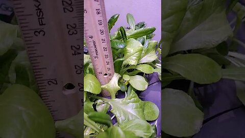 AeroGarden growth check.