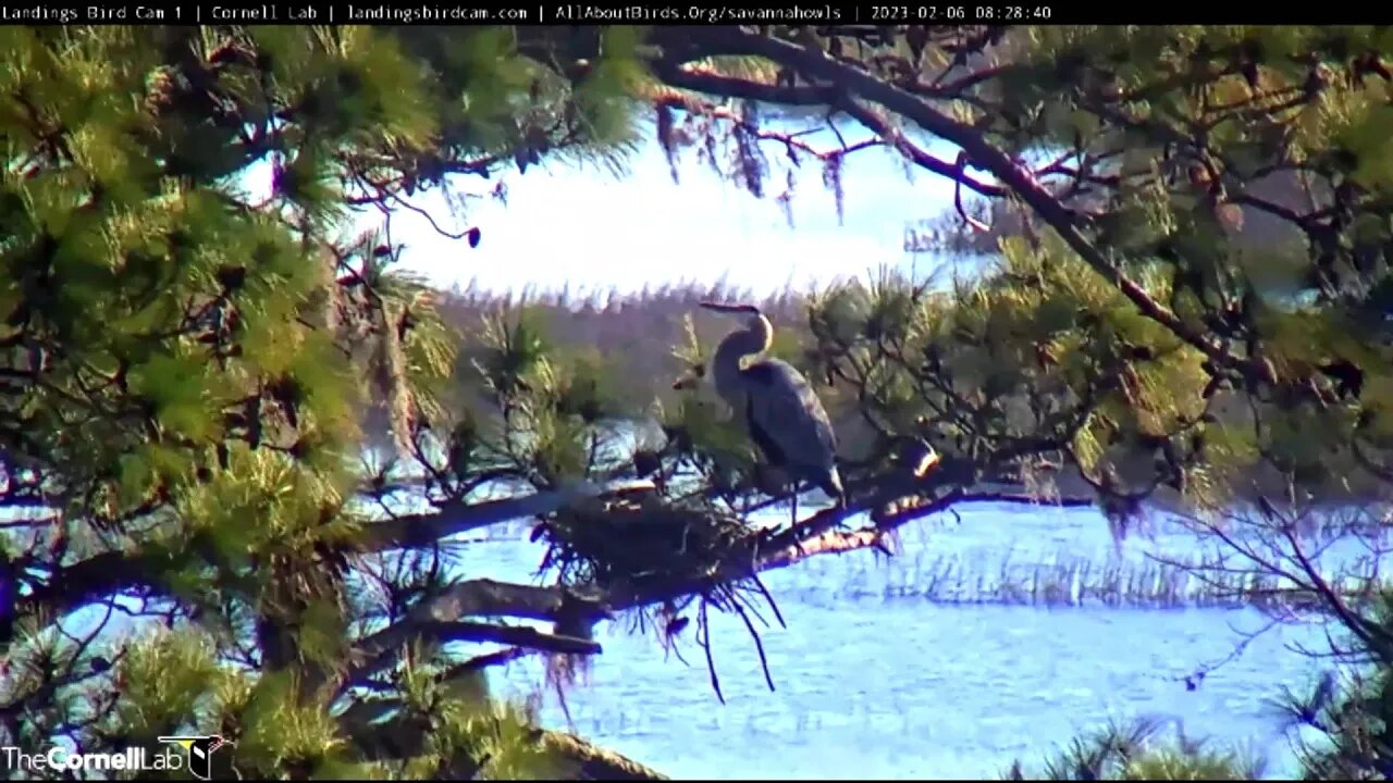 Great Blue Heron Trying to Attract a Mate 🦩 02/06/23 08:24