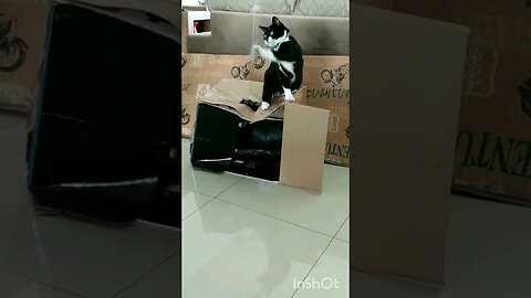 Gato brincando. Gato Bartolomeu Tunico 😸