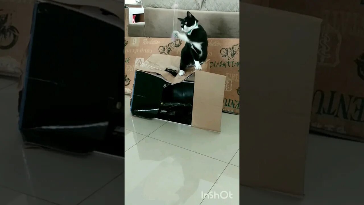 Gato brincando. Gato Bartolomeu Tunico 😸