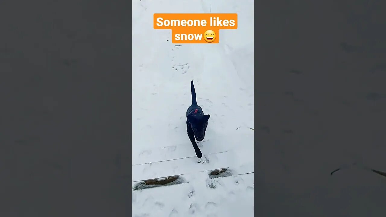 Ready...Shovel!!😆😁 #dog #fun #pets