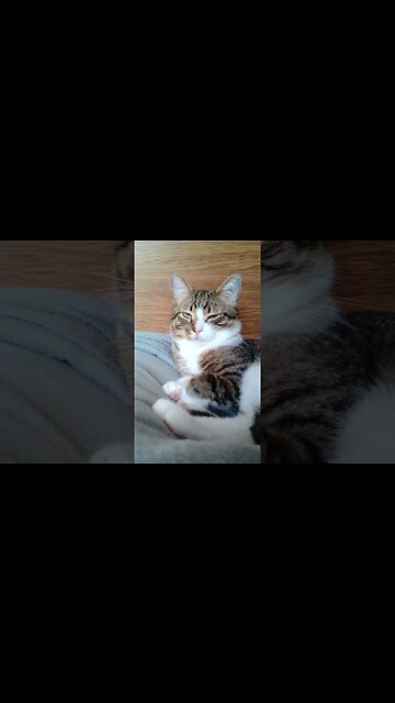 Cute Cat Sleeps on a Blanket #shorts