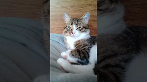 Cute Cat Sleeps on a Blanket #shorts