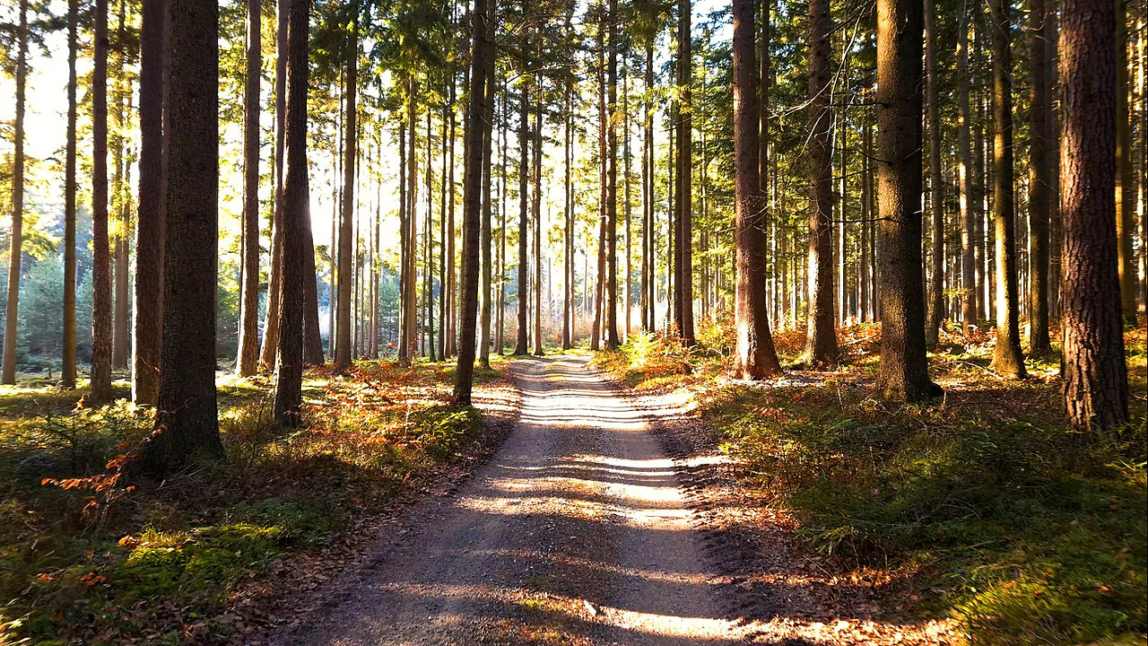 First Frost In The Forest - Walking Meditation For Anxiety No Music ASMR