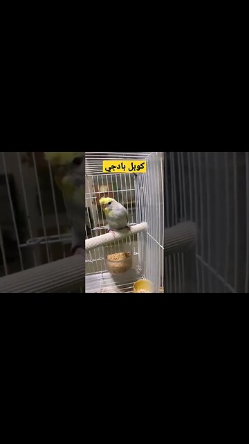 كوبل بادجي أو البيروش