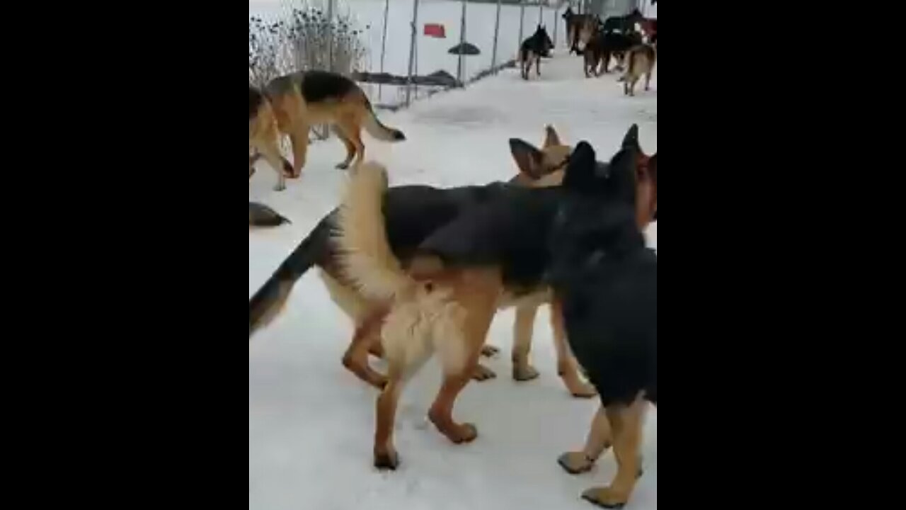 Title German Shepherds playing together