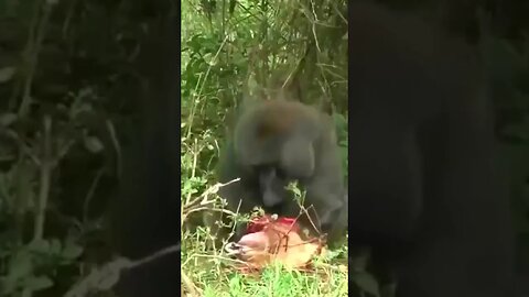 Macaco come vivo filhote de Impala - Eita