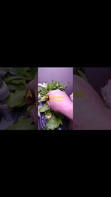 Trimming some lettuce from the AeroGarden
