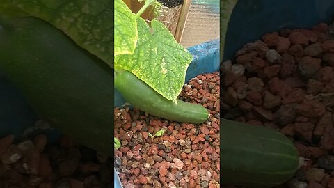 Cucumbers and etc in an aquaponic media grow bed #shorts