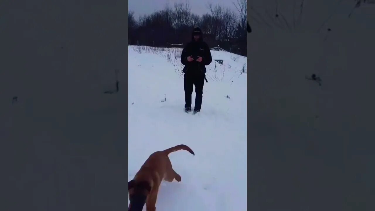 #malinois #dog malinois