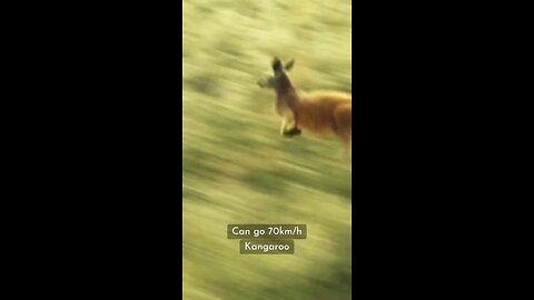 kangaroo
