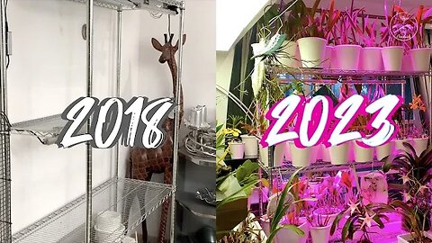 How My Grow Space Evolved | RARE 2018 Footage of my Grow Space before my Channel #ninjaorchids