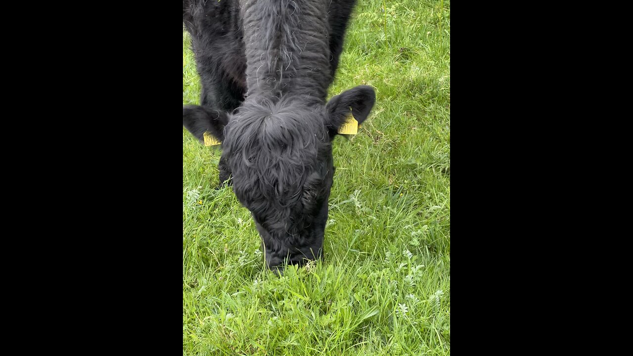 Natures lawn mowers