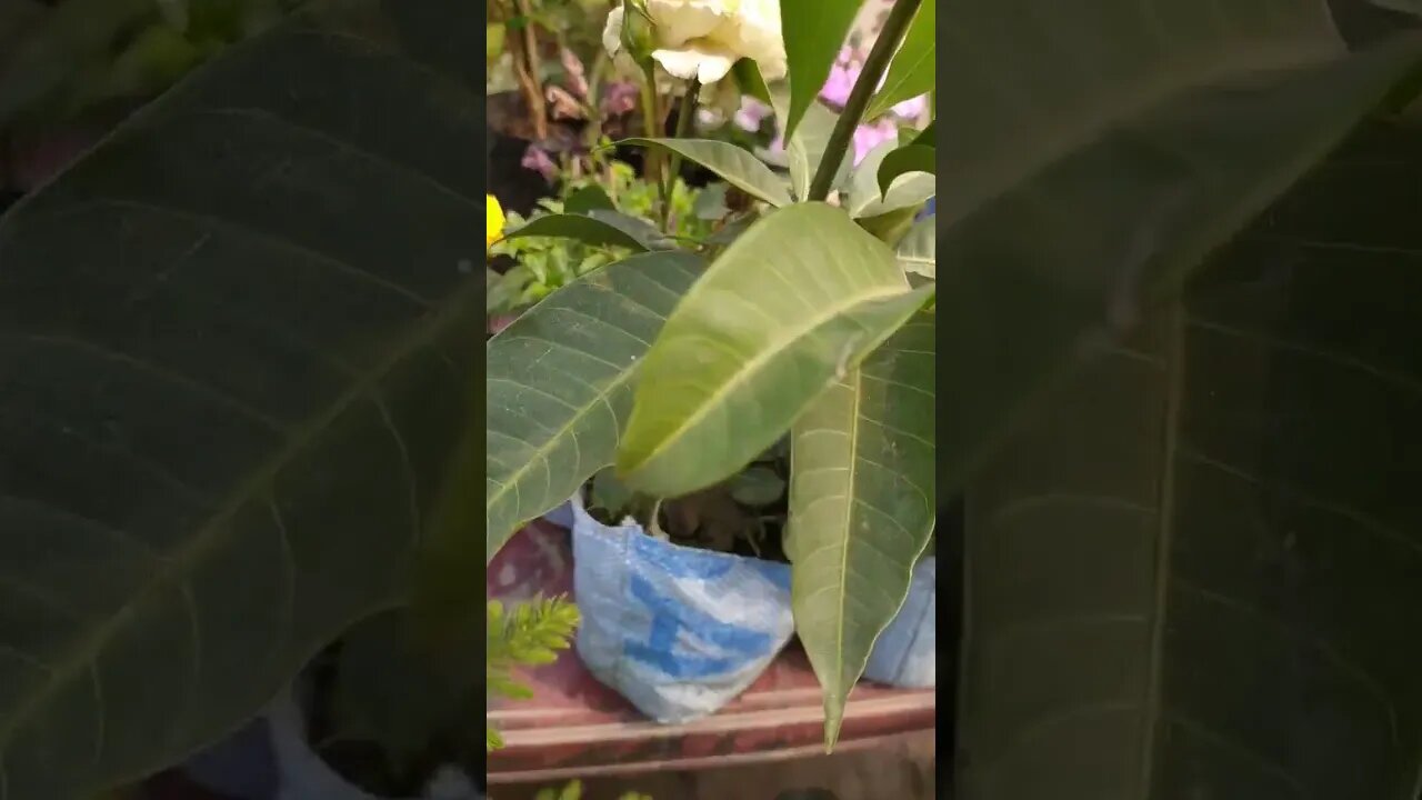 flowering on mango plant #shorts #garden