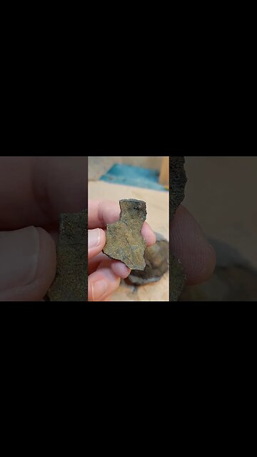 ~4 million year old fossil crab turned to fool's gold #fossil #geology #paleontology