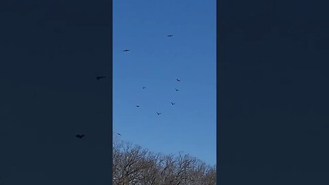 so many crows #shorts