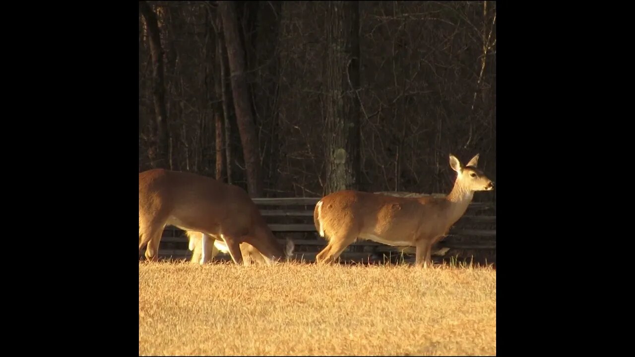 Herd of Does; Chickamauga Battlefield