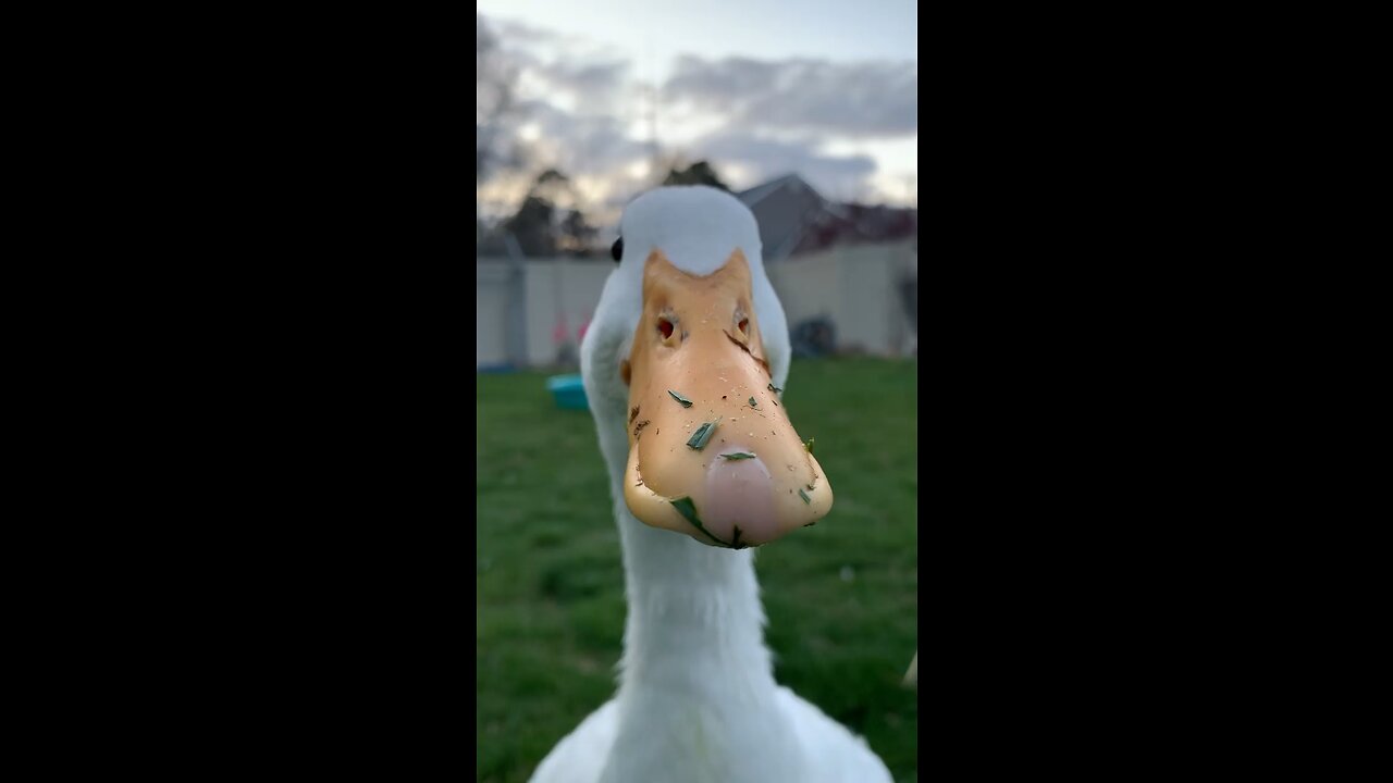 Quack