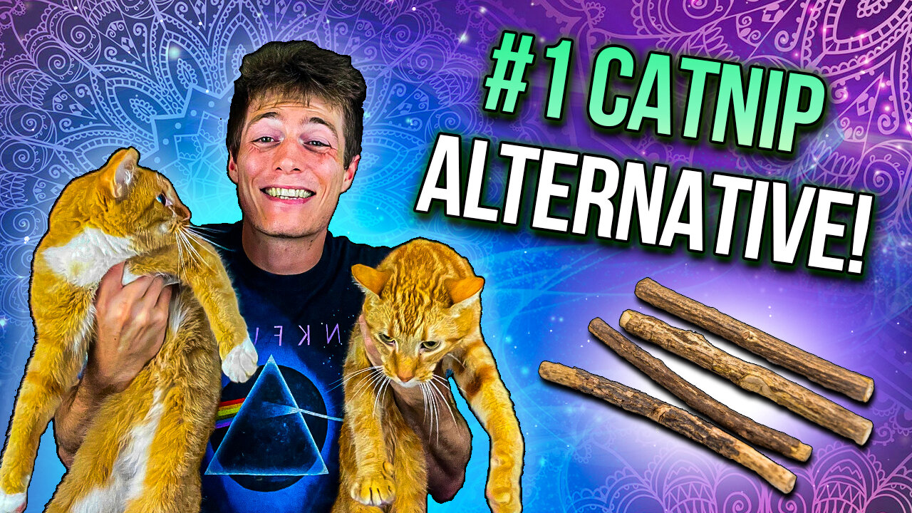 Silvervine - A Cat’s Ultimate High! // The #1 Catnip Alternative!