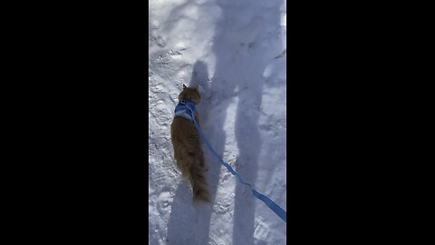 Just walking my cat AND dogs…