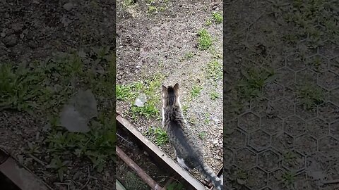 Cats under the house!