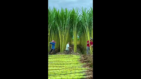 Sugarcane Tree Felling