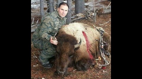 Buffalo harvest