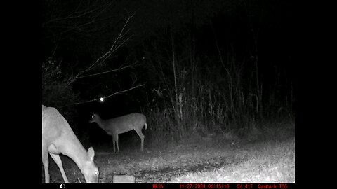 Deer Cam 11-27-2024