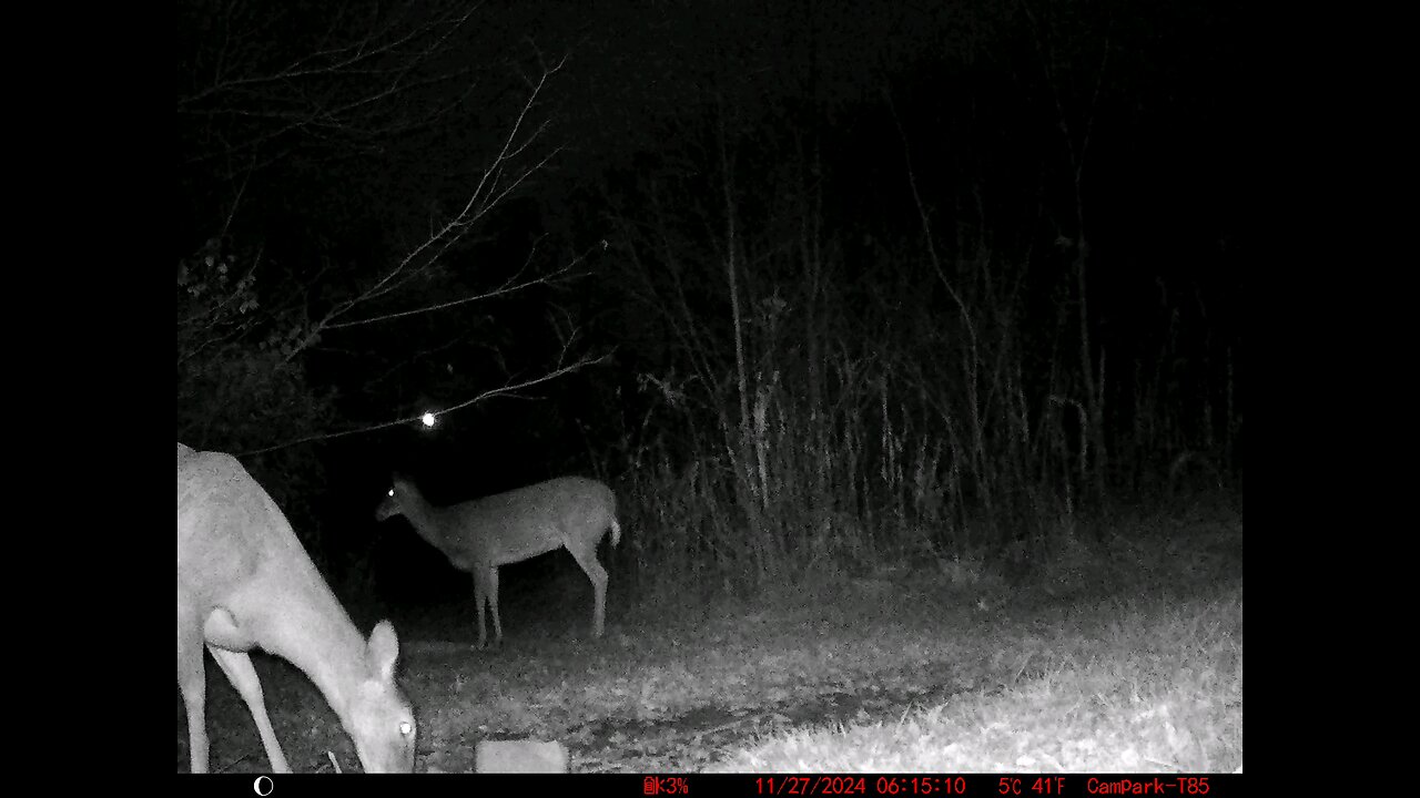 Deer Cam 11-27-2024