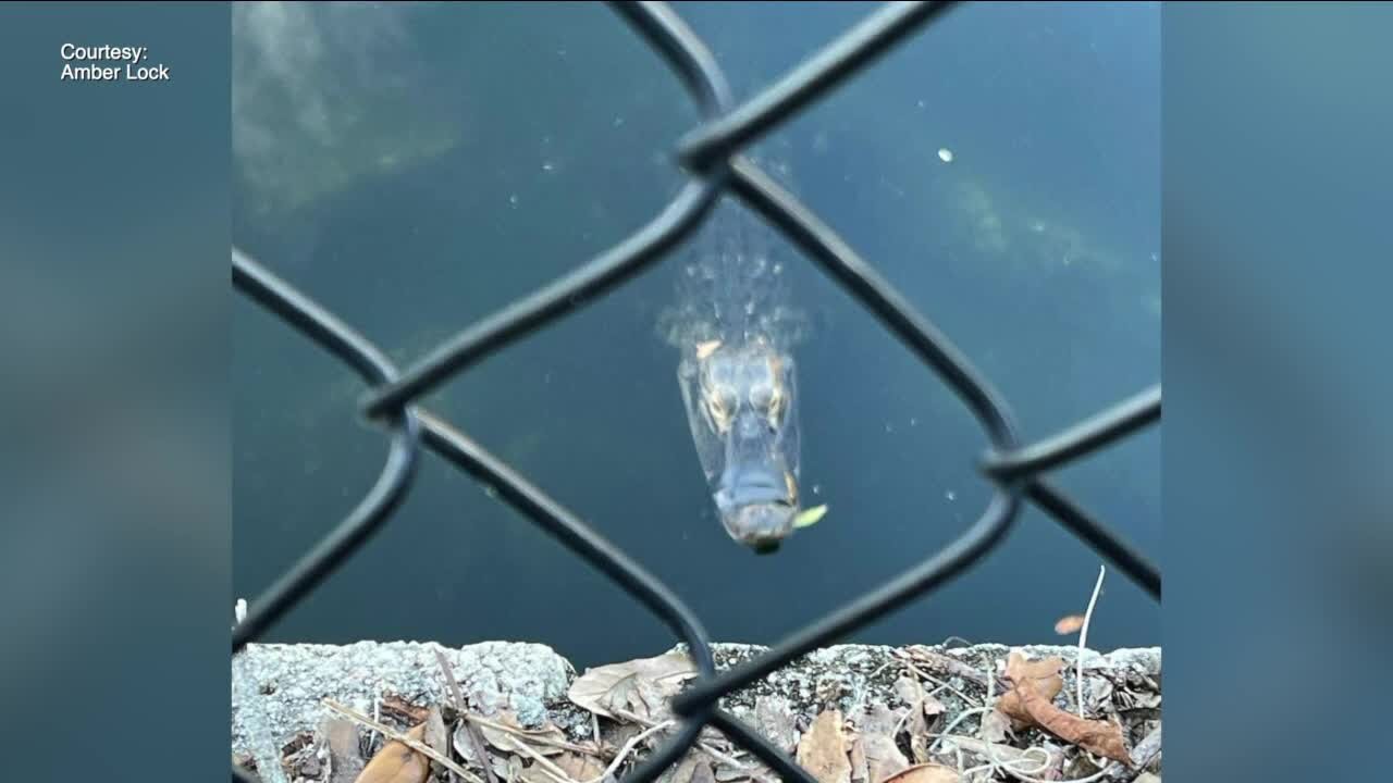 An alligator with snout tapped shut remains in Brandon retention pond