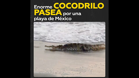 Un enorme cocodrilo sorprende a turistas en una playa de México