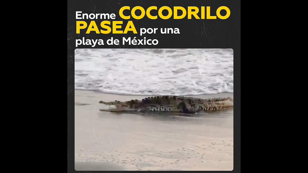 Un enorme cocodrilo sorprende a turistas en una playa de México