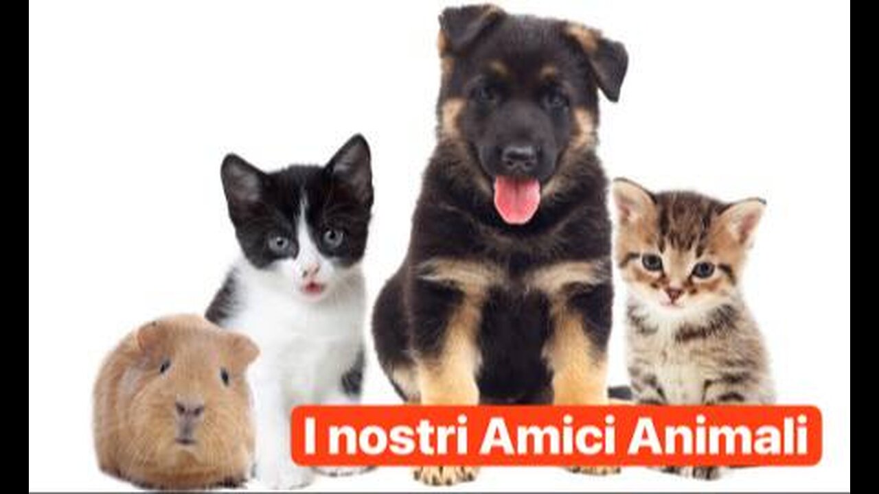 Le Dirette di Zainz - i nostri Amici Animali