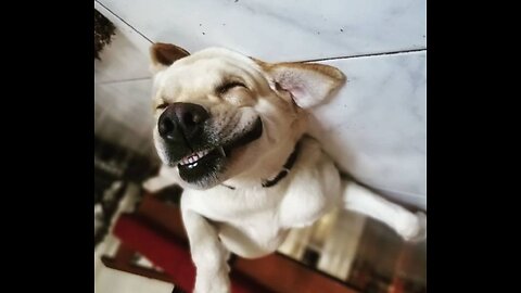 Funniest dog🐕🐕😹