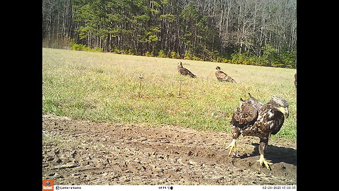 Eagles and Vultures w/ Drone and Trail Cam