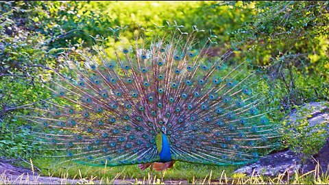 Peacock displaying