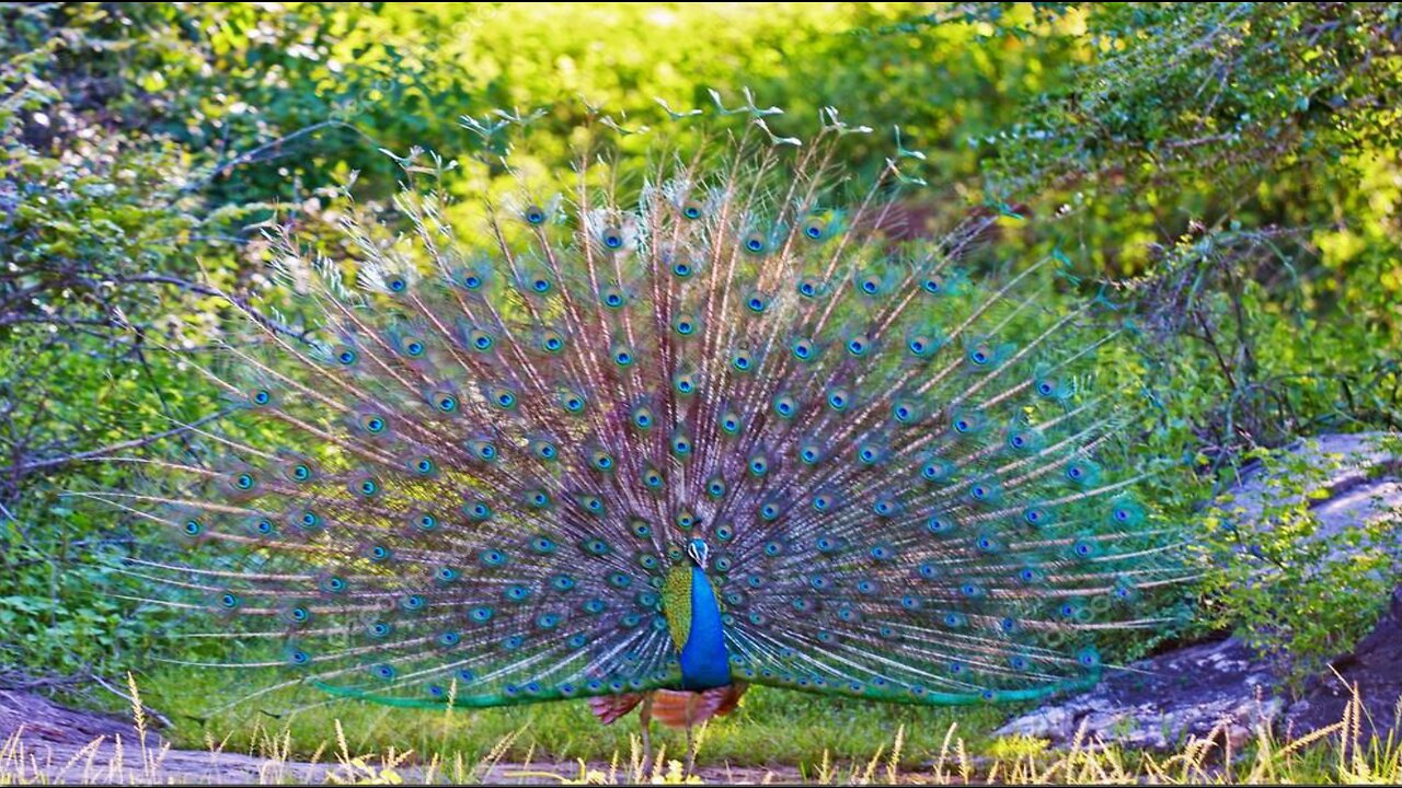 Peacock displaying