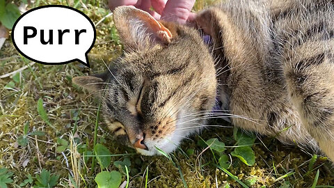 Jade Cat Enjoying The Sunny Spring Weather