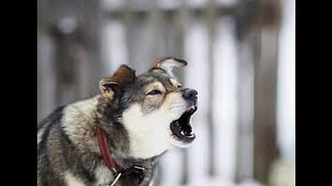 TOP 10 dog barking videos compilation ♥ Dog barking sound - Funny dogs