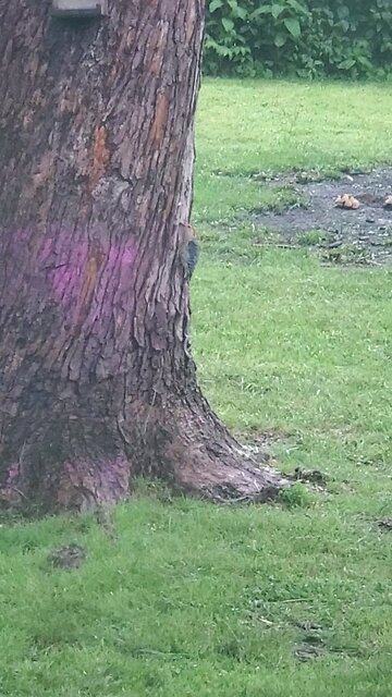 Woodpecker And Early Lunch😄😄