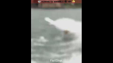 Human vs animal