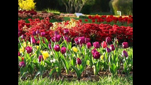 Flower garden in the city of Isfahan. The garden is located on the banks of the Zayende Rud River.