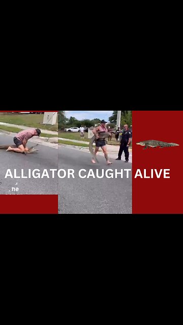 8 FOOT ALLIGATOR CAUGHT LIFE IN FLORIDA#alligator #crocodile #crocodile_life #crocodiles