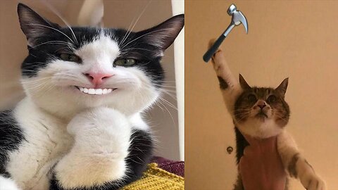 Funny cats 🐱/ dogs 🐶- Funny animal videos - PART: 59