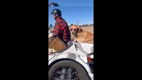 Golden retriever in the tricycle