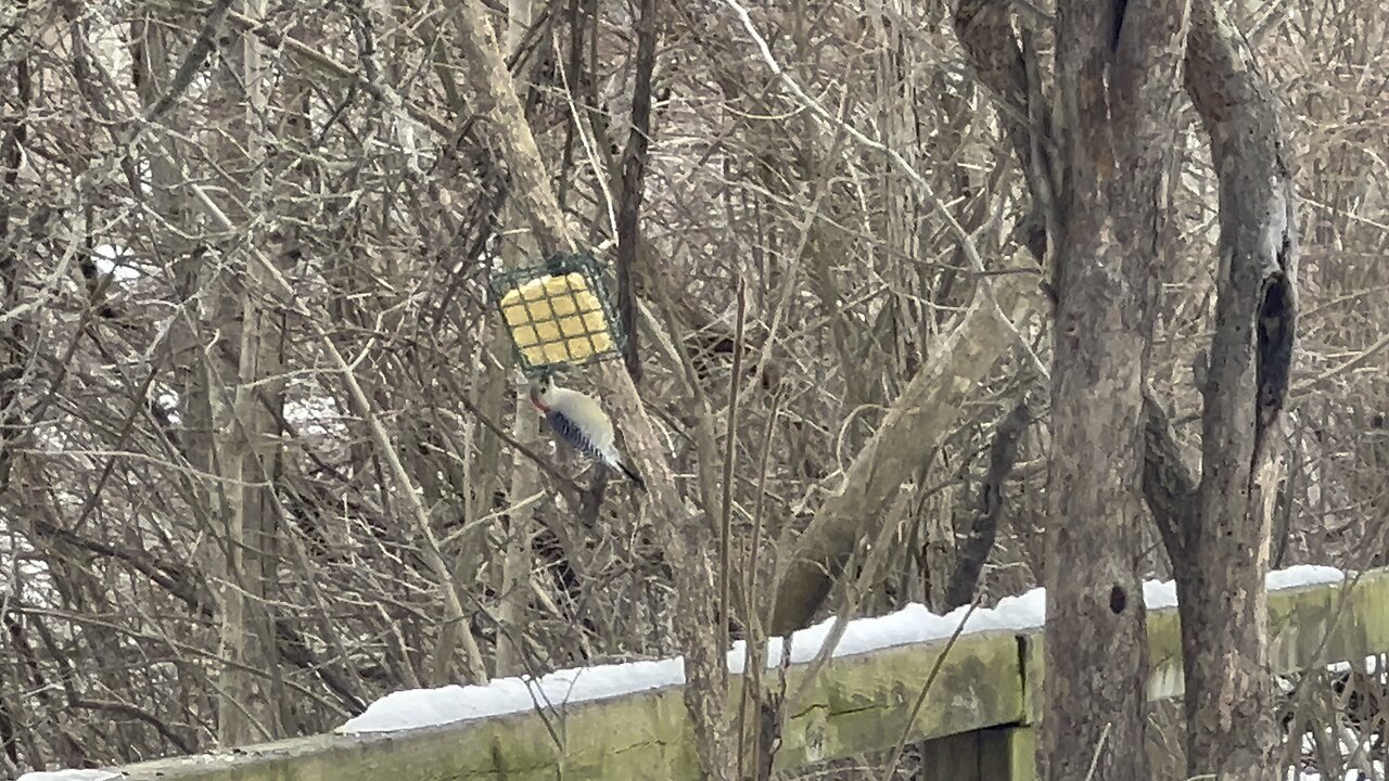 Red-Bellied Wood Pecker